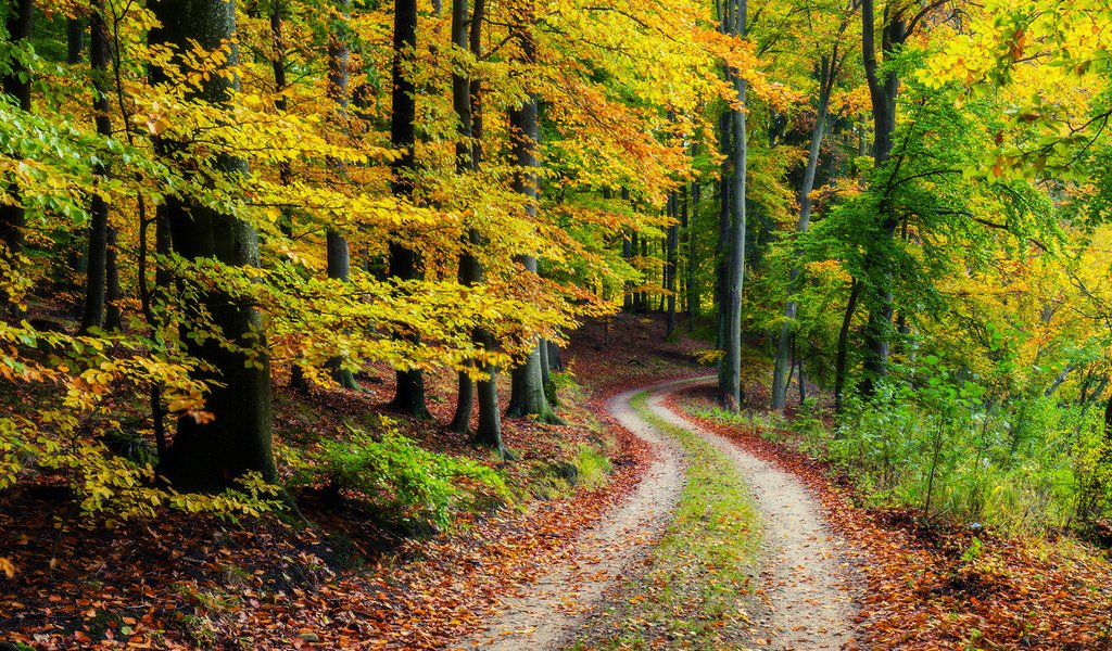 Обои дорога, природа, лес, осень, road, nature, forest, autumn разрешение 1920x1200 Загрузить