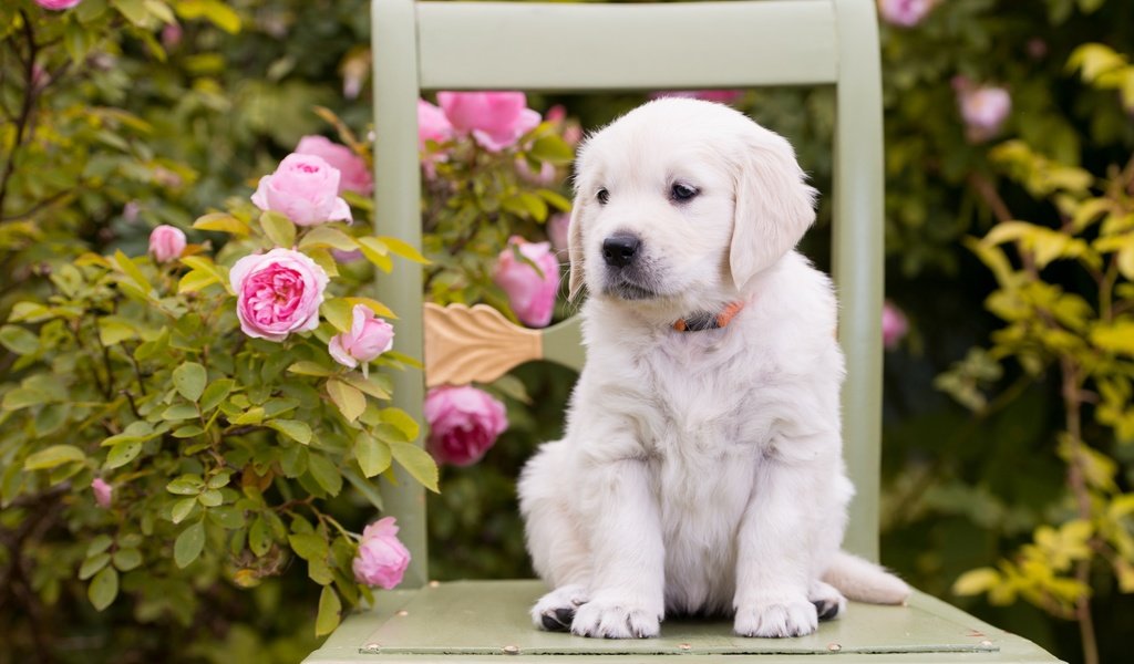 Обои цветы, розы, собака, стул, щенок, золотистый ретривер, flowers, roses, dog, chair, puppy, golden retriever разрешение 2880x1800 Загрузить