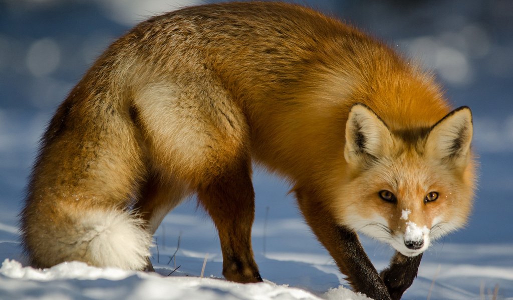 Обои снег, зима, мордочка, взгляд, лиса, лисица, хвост, snow, winter, muzzle, look, fox, tail разрешение 1920x1200 Загрузить