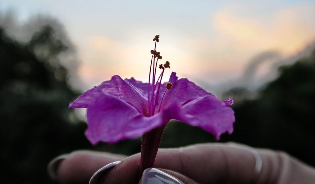 Обои рука, цветок, лепестки, фиолетовый, пальцы, маникюр, hand, flower, petals, purple, fingers, manicure разрешение 5472x3648 Загрузить