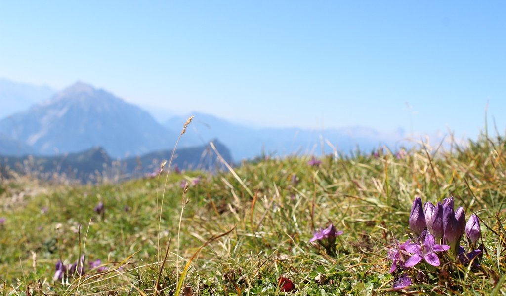 Обои небо, цветы, трава, горы, поле, the sky, flowers, grass, mountains, field разрешение 5184x3456 Загрузить