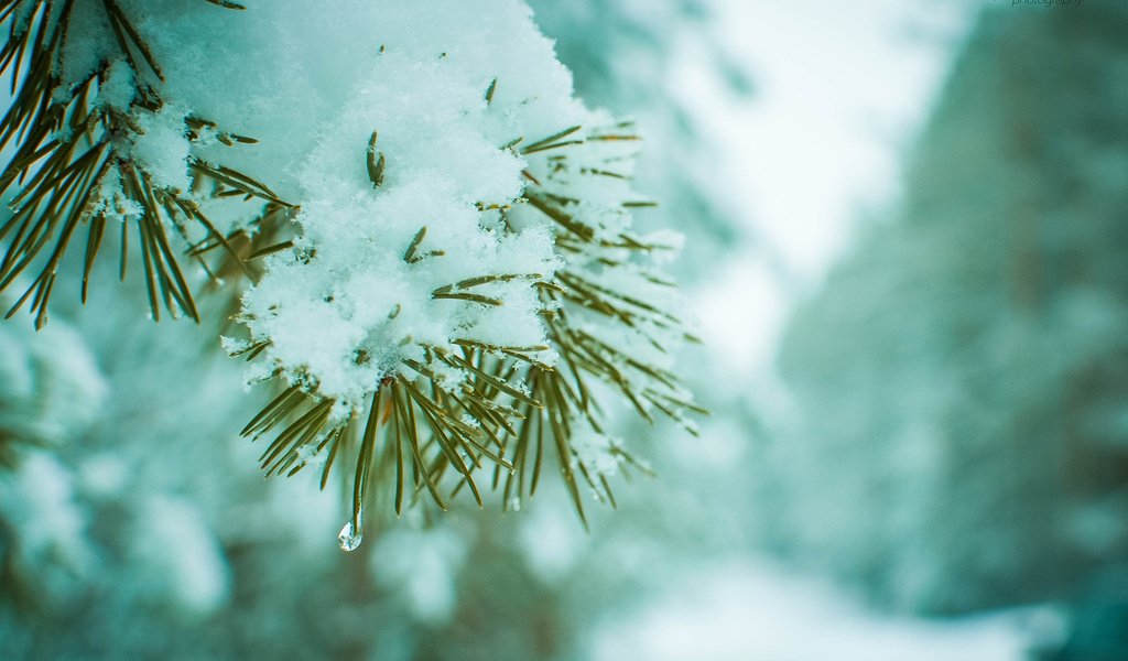 Обои ветка, снег, хвоя, зима, макро, сосна, branch, snow, needles, winter, macro, pine разрешение 1920x1200 Загрузить