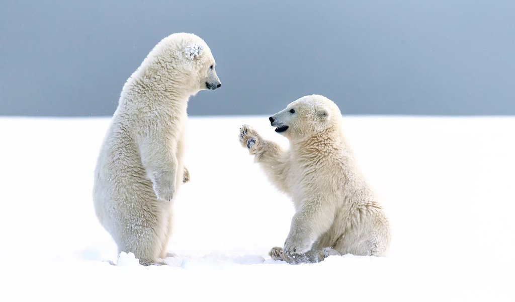 Обои снег, зима, медведи, арктика, белые медведи, snow, winter, bears, arctic, polar bears разрешение 1920x1200 Загрузить