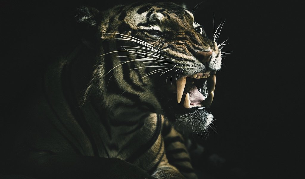 Обои тигр, оскал тигра, морда, взгляд, клыки, хищник, черный фон, зверь, дикая кошка, tiger, grin of a tiger, face, look, fangs, predator, black background, beast, wild cat разрешение 2048x1395 Загрузить
