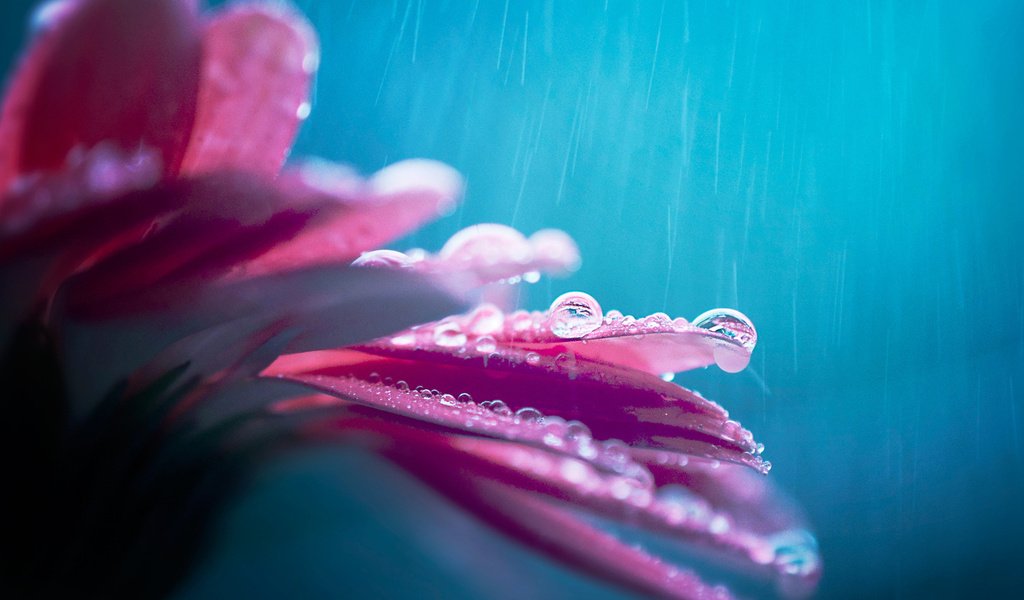 Обои цветок, капли, лепестки, дождь, боке, гербера, капли дождя, flower, drops, petals, rain, bokeh, gerbera, raindrops разрешение 1920x1200 Загрузить