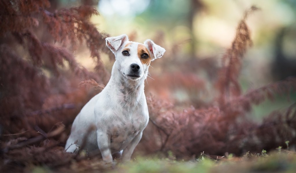 Обои мордочка, взгляд, собака, джек-рассел-терьер, muzzle, look, dog, jack russell terrier разрешение 2048x1284 Загрузить