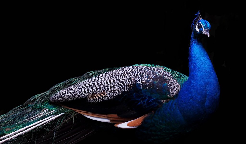 Обои птица, клюв, черный фон, павлин, перья, хвост, bird, beak, black background, peacock, feathers, tail разрешение 3840x2400 Загрузить