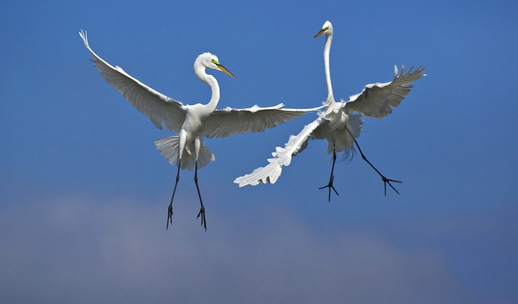 Обои небо, полет, крылья, птицы, цапли, белая цапля, the sky, flight, wings, birds, herons, white egret разрешение 1920x1080 Загрузить