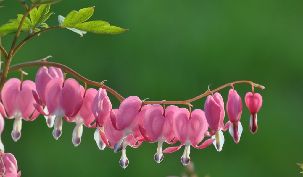 Обои цветы, цветение, макро, розовые цветы, дицентра, разбитое сердце, flowers, flowering, macro, pink flowers, the bleeding heart, broken heart разрешение 4288x2848 Загрузить