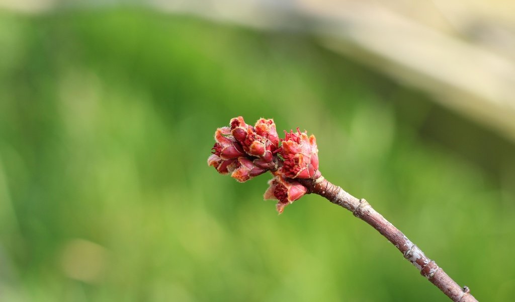 Обои ветка, природа, фон, размытость, весна, почки, branch, nature, background, blur, spring, kidney разрешение 5184x3456 Загрузить