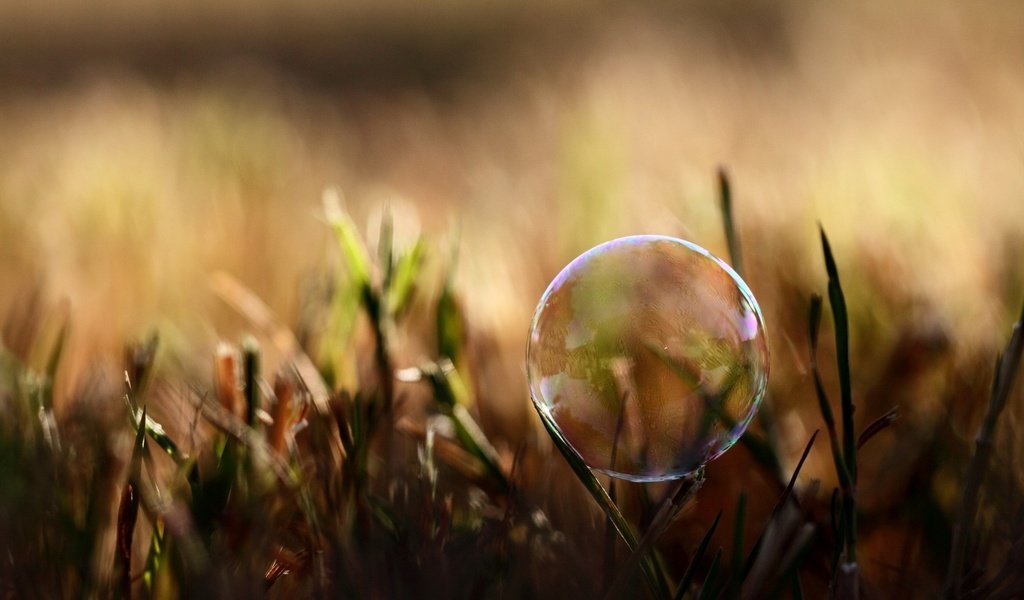 Обои трава, природа, размытость, мыльный пузырь, grass, nature, blur, bubble разрешение 2560x1600 Загрузить