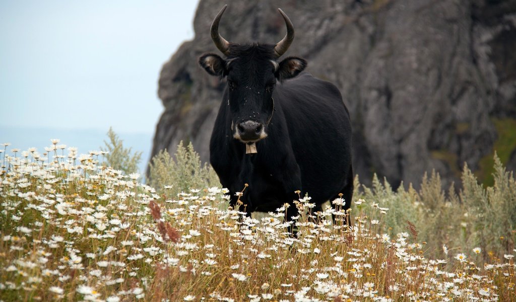 Обои ромашки, рога, корова, полевые цветы, бык, chamomile, horns, cow, wildflowers, bull разрешение 4752x3168 Загрузить