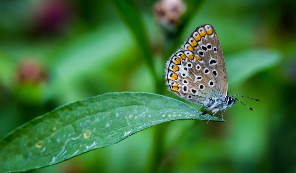 Обои насекомое, бабочка, крылья, лист, растение, insect, butterfly, wings, sheet, plant разрешение 3840x2160 Загрузить