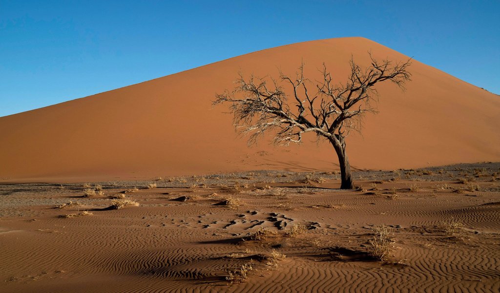 Обои дерево, пейзаж, песок, пустыня, коряга, дюны, tree, landscape, sand, desert, snag, dunes разрешение 1920x1200 Загрузить