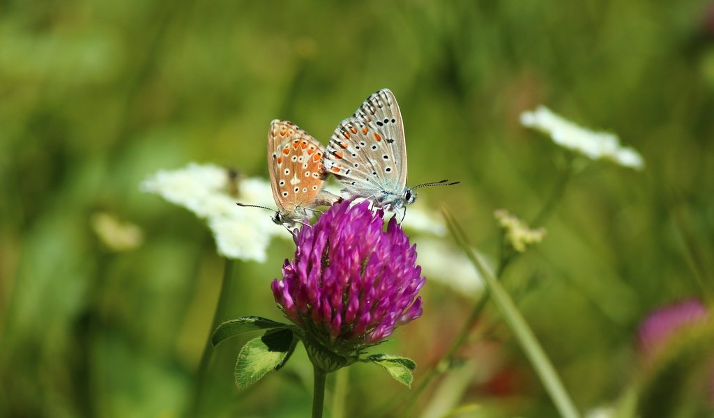 Обои цветы, клевер, насекомые, бабочки, flowers, clover, insects, butterfly разрешение 5184x3456 Загрузить