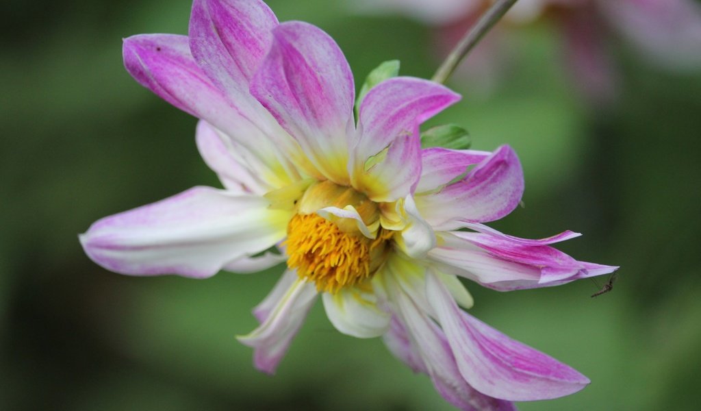 Обои макро, насекомое, цветок, лепестки, георгин, macro, insect, flower, petals, dahlia разрешение 3840x2160 Загрузить