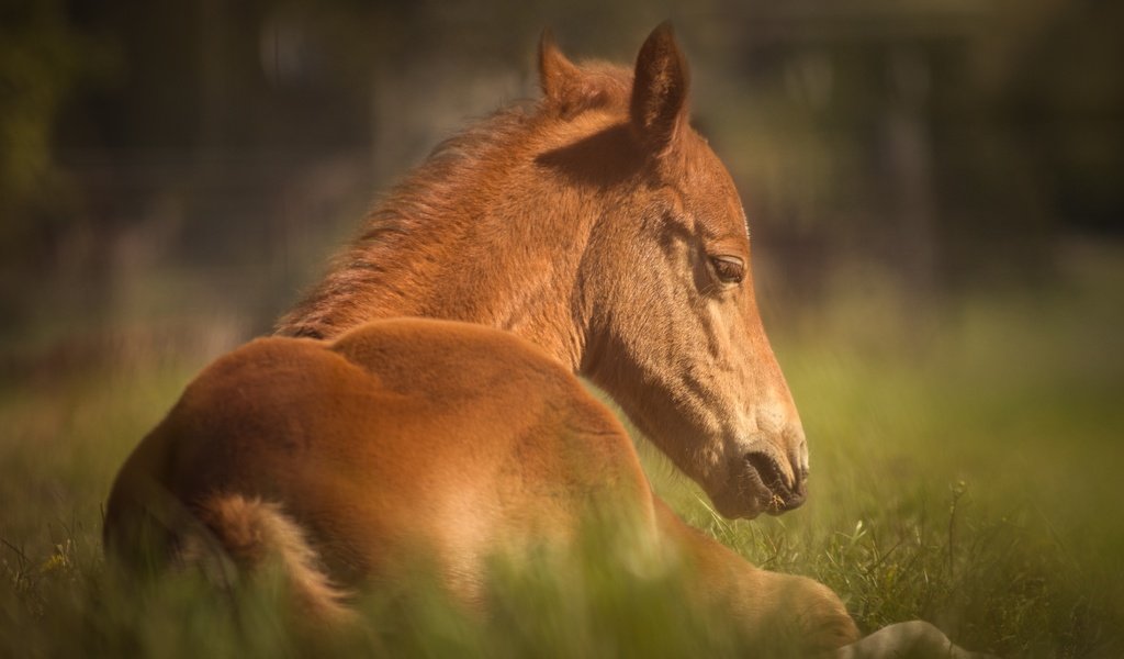 Обои лошадь, трава, животное, конь, horse, grass, animal разрешение 6000x4000 Загрузить