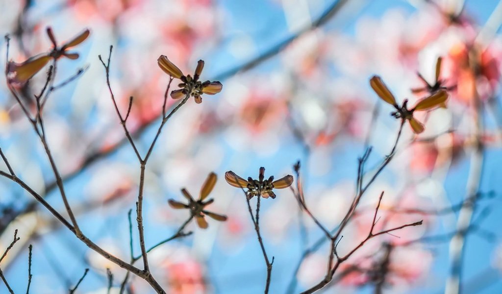 Обои листья, макро, ветки, размытость, leaves, macro, branches, blur разрешение 1920x1080 Загрузить