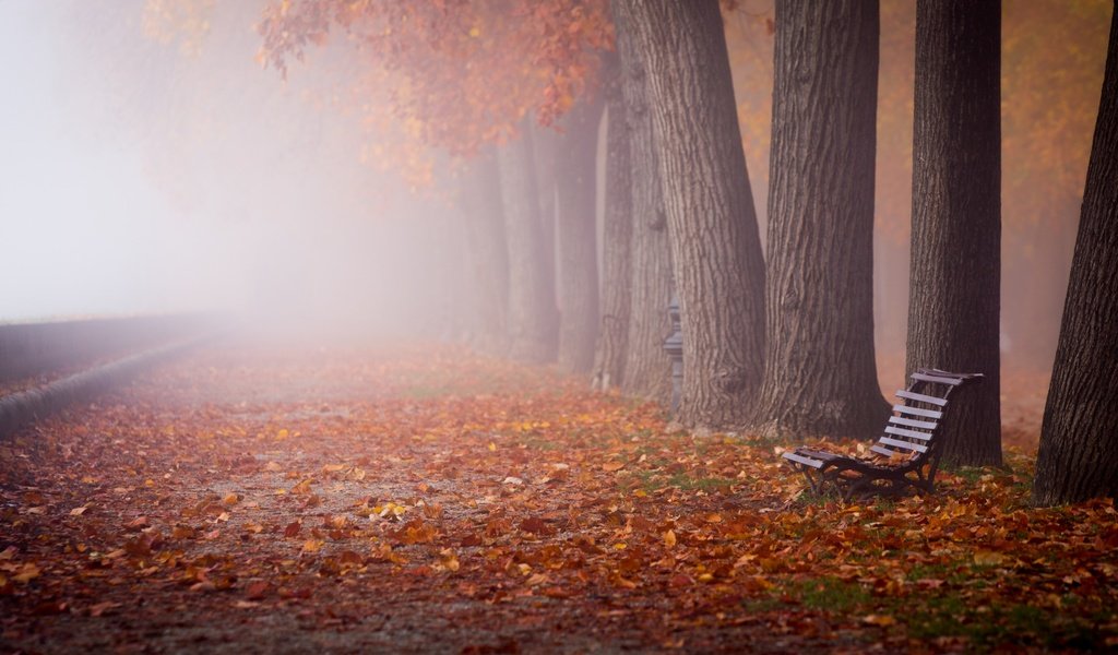 Обои деревья, скамейка, природа, листья, пейзаж, парк, туман, стволы, осень, trees, bench, nature, leaves, landscape, park, fog, trunks, autumn разрешение 2880x1800 Загрузить