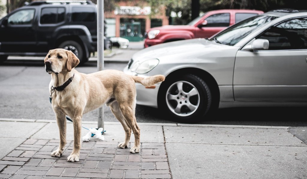 Обои город, взгляд, собака, улица, ошейник, автомобили, the city, look, dog, street, collar, cars разрешение 4766x2682 Загрузить