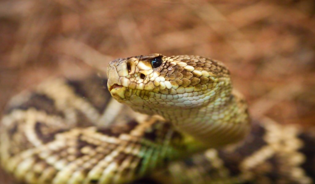 Обои змея, рептилия, гадюка, гремучая змея, snake, reptile, viper, rattlesnake разрешение 3840x2160 Загрузить
