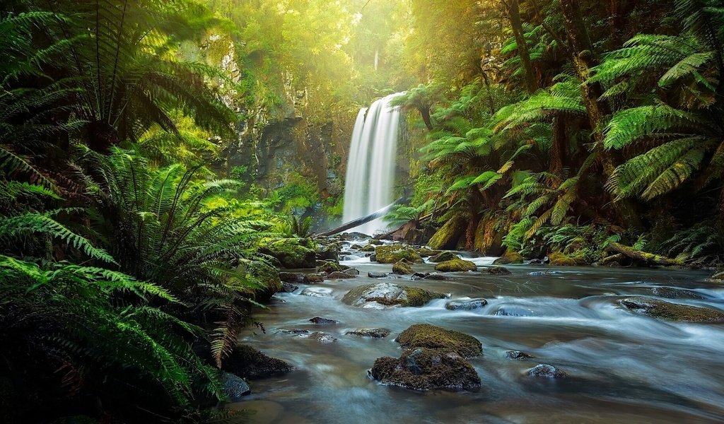 Обои река, great otway national park, hopetoun falls, природа, лес, водопад, австралия, папоротник, виктория, the otways, aire river, river, nature, forest, waterfall, australia, fern, victoria разрешение 1920x1080 Загрузить