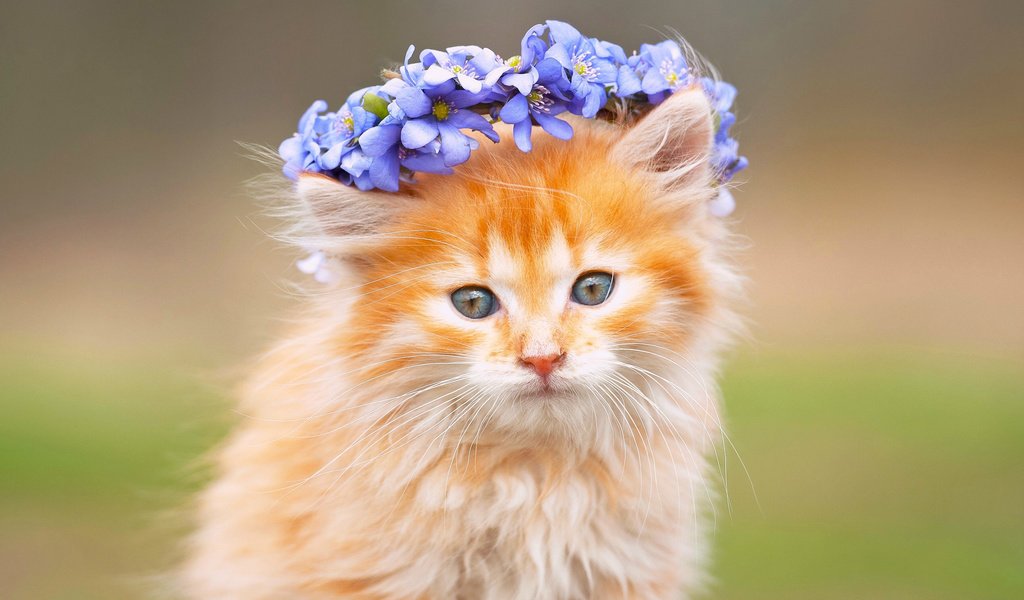 Обои цветы, кот, мордочка, усы, кошка, взгляд, рыжий, венок, flowers, cat, muzzle, mustache, look, red, wreath разрешение 2880x1800 Загрузить