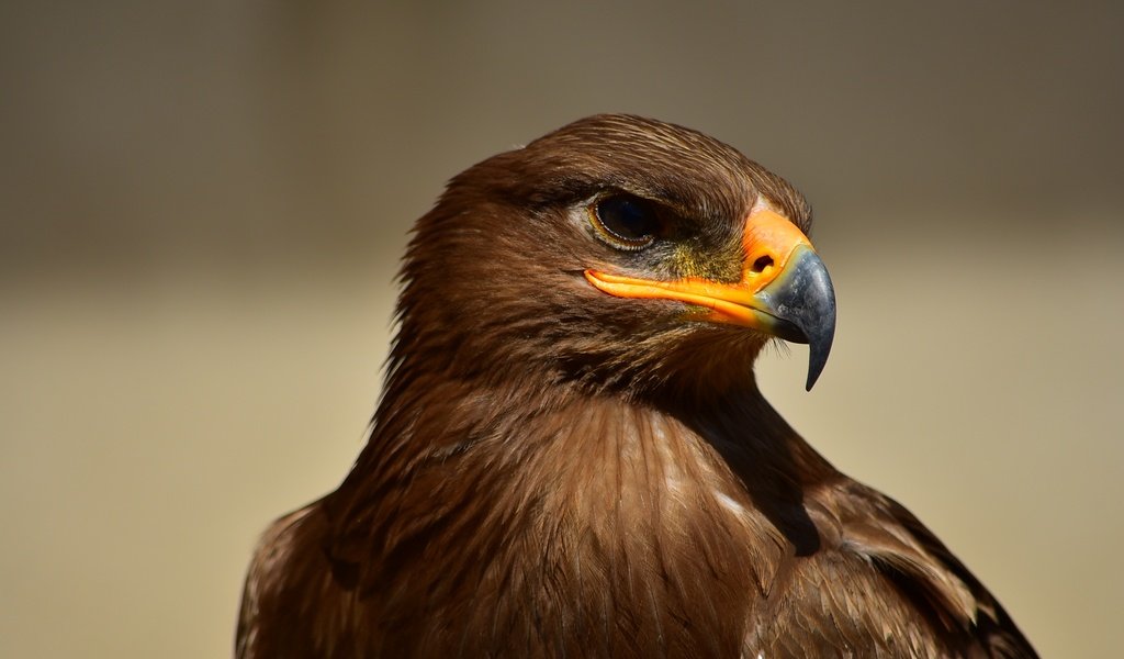 Обои орел, птица, клюв, перья, eagle, bird, beak, feathers разрешение 2992x2000 Загрузить