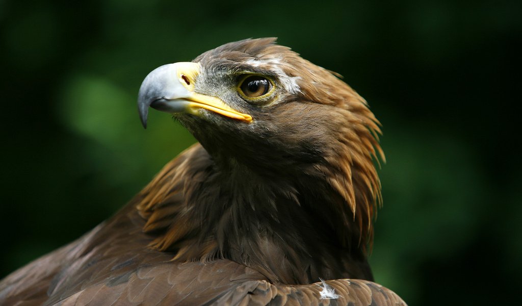 Обои орел, хищник, птица, клюв, беркут, голова, aquila chrysaetos, eagle, predator, bird, beak, head разрешение 1920x1200 Загрузить