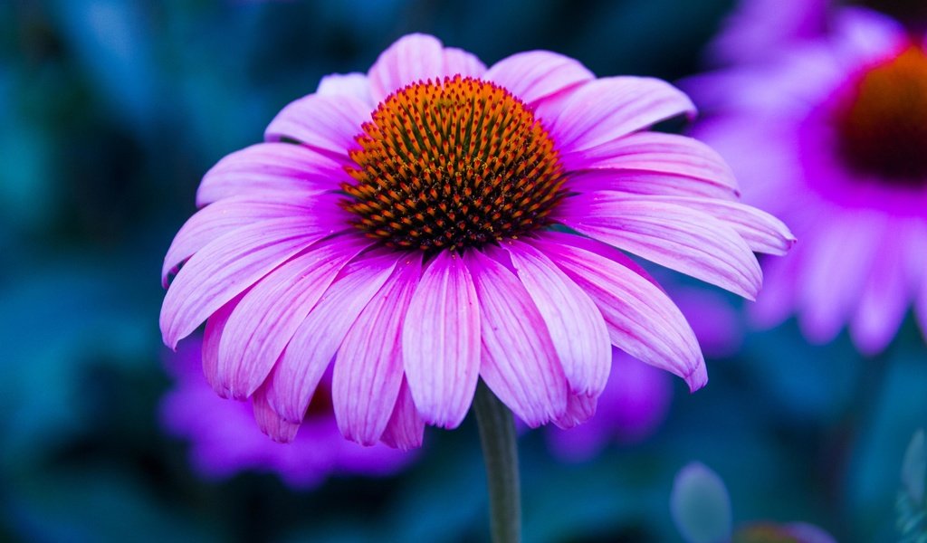 Обои цветы, макро, лепестки, размытость, эхинацея, flowers, macro, petals, blur, echinacea разрешение 3840x2160 Загрузить