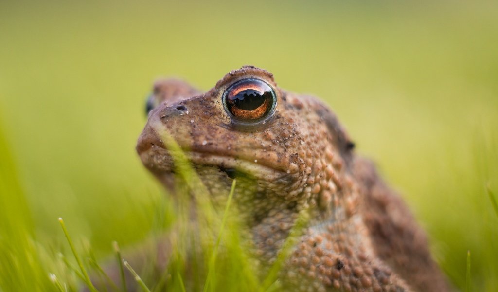 Обои глаза, трава, лягушка, животное, жаба, амфибия, земноводные, eyes, grass, frog, animal, toad, amphibian, amphibians разрешение 2048x1365 Загрузить