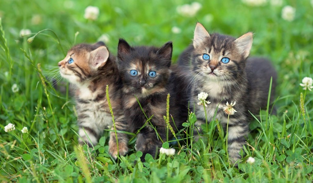 Обои трава, клевер, взгляд, кошки, котята, голубые глаза, мордочки, grass, clover, look, cats, kittens, blue eyes, faces разрешение 1920x1080 Загрузить