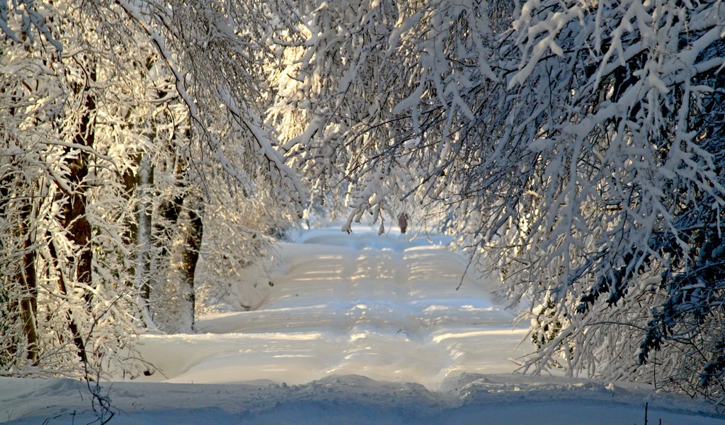 Обои дорога, деревья, снег, природа, лес, зима, ветки, иней, road, trees, snow, nature, forest, winter, branches, frost разрешение 3840x2400 Загрузить