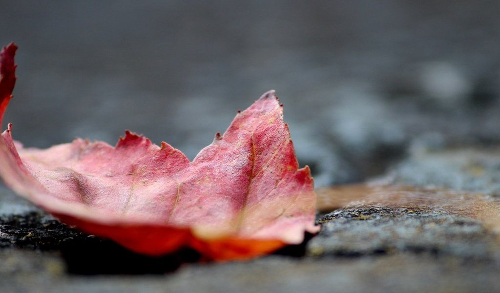 Обои природа, макро, осень, лист, кленовый лист, осенний листок, nature, macro, autumn, sheet, maple leaf разрешение 3840x2160 Загрузить