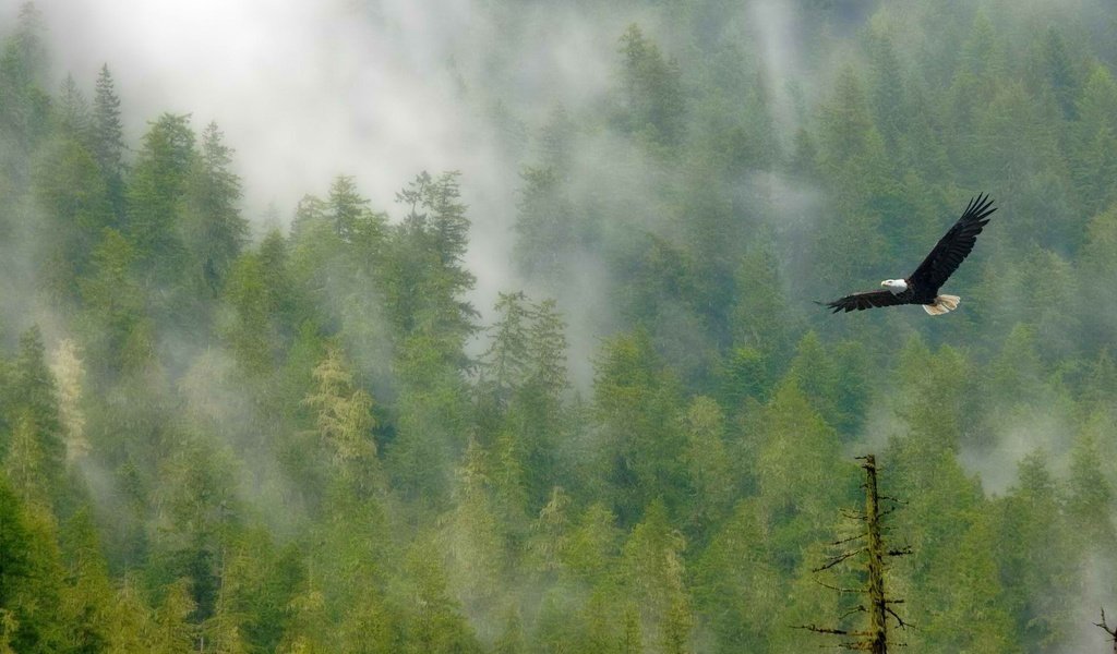 Обои деревья, лес, полет, туман, крылья, птица, белоголовый орлан, trees, forest, flight, fog, wings, bird, bald eagle разрешение 1920x1080 Загрузить