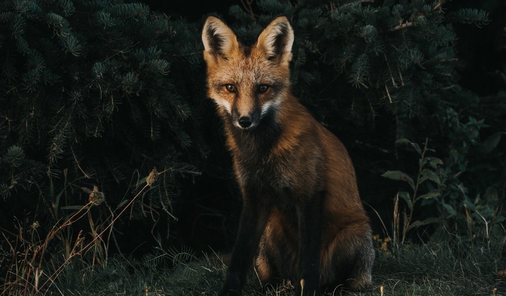 Обои трава, мордочка, взгляд, лиса, хищник, лисица, grass, muzzle, look, fox, predator разрешение 3408x2490 Загрузить