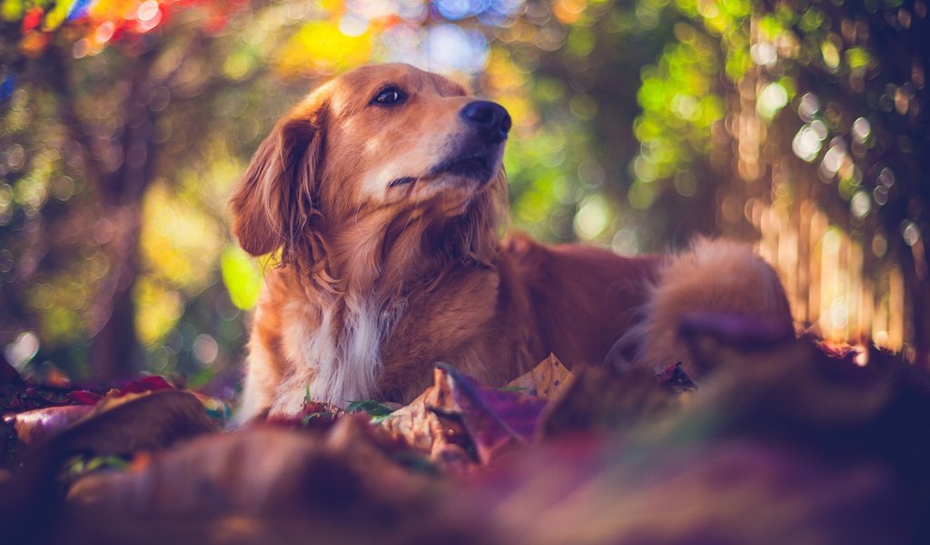 Обои природа, мордочка, взгляд, собака, боке, золотистый ретривер, nature, muzzle, look, dog, bokeh, golden retriever разрешение 5616x3744 Загрузить