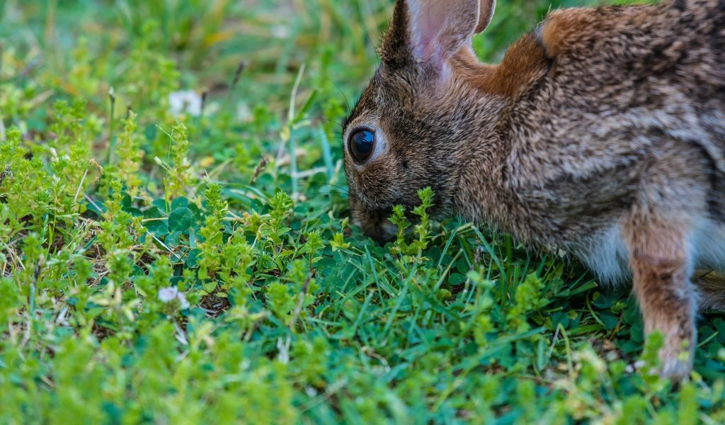 Обои глаза, трава, растения, кролик, заяц, eyes, grass, plants, rabbit, hare разрешение 6016x4016 Загрузить