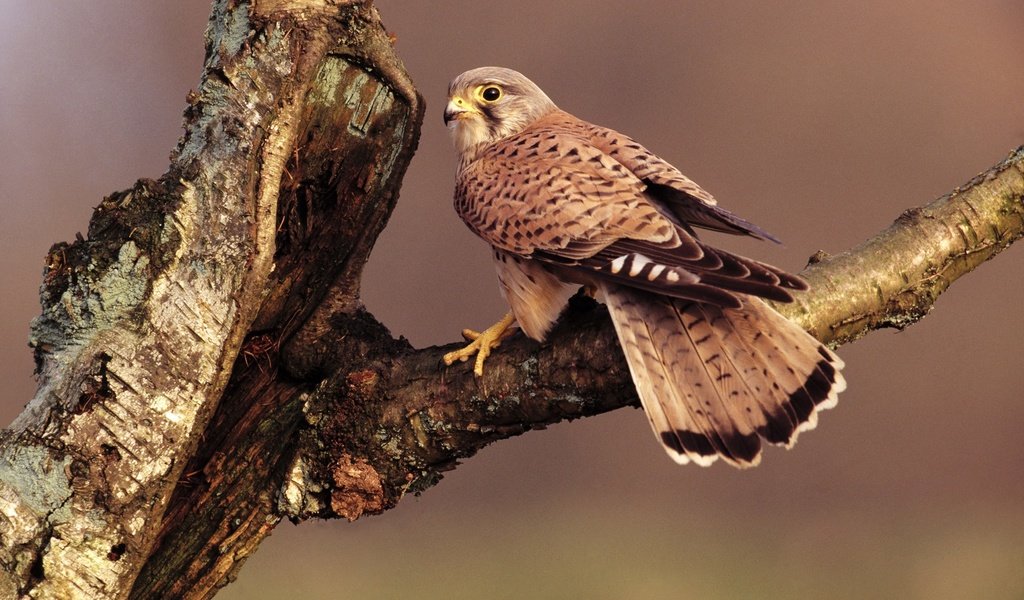 Обои ветка, дерево, сидит, птица, клюв, перья, хвост, сокол, branch, tree, sitting, bird, beak, feathers, tail, falcon разрешение 1920x1200 Загрузить