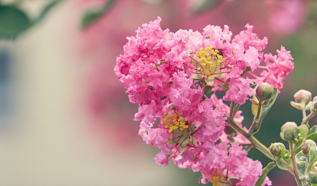 Обои цветение, цветок, размытость, розовые цветы, лагерстремия, flowering, flower, blur, pink flowers, lagerstroemia разрешение 3227x2155 Загрузить