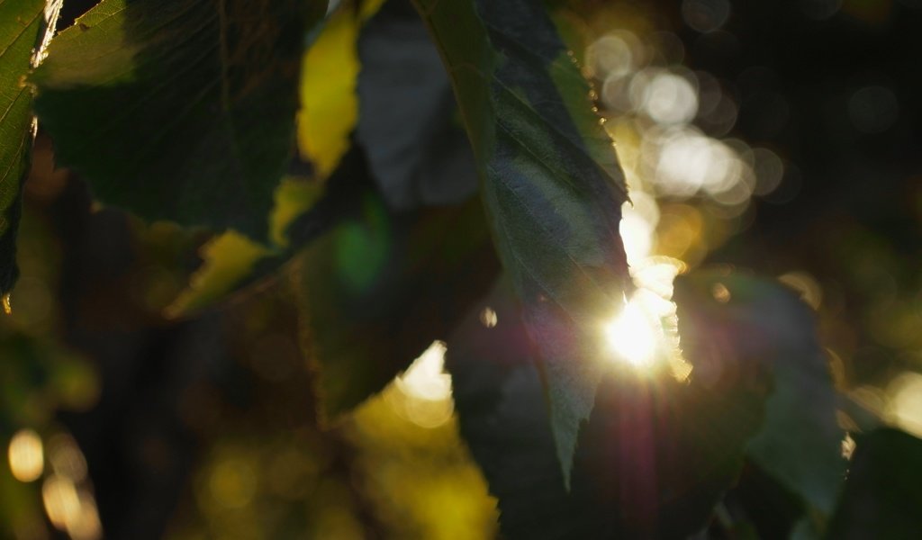 Обои листья, лучи, боке, солнечный свет, leaves, rays, bokeh, sunlight разрешение 5184x3888 Загрузить