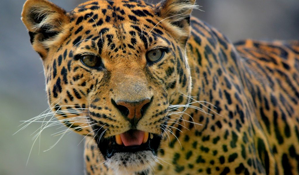 Обои морда, усы, взгляд, леопард, хищник, дикая кошка, face, mustache, look, leopard, predator, wild cat разрешение 3600x2797 Загрузить