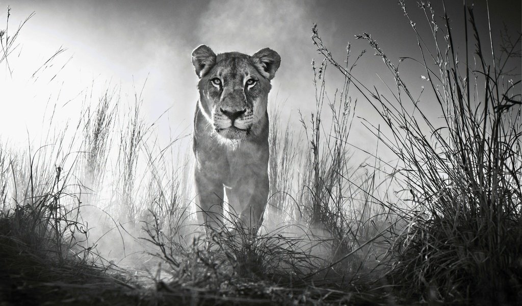 Обои морда, трава, взгляд, чёрно-белое, хищник, лев, львица, дикая кошка, face, grass, look, black and white, predator, leo, lioness, wild cat разрешение 4000x2662 Загрузить