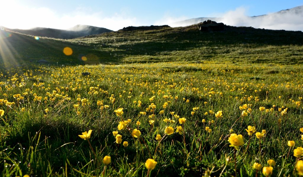 Обои небо, трава, холмы, пейзаж, лето, луг, желтые цветы, the sky, grass, hills, landscape, summer, meadow, yellow flowers разрешение 6000x4000 Загрузить