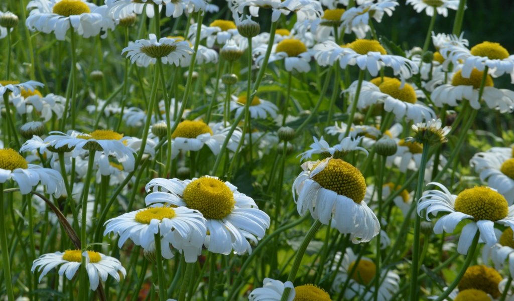 Обои цветы, лепестки, луг, ромашки, белые, стебли, flowers, petals, meadow, chamomile, white, stems разрешение 6016x4000 Загрузить