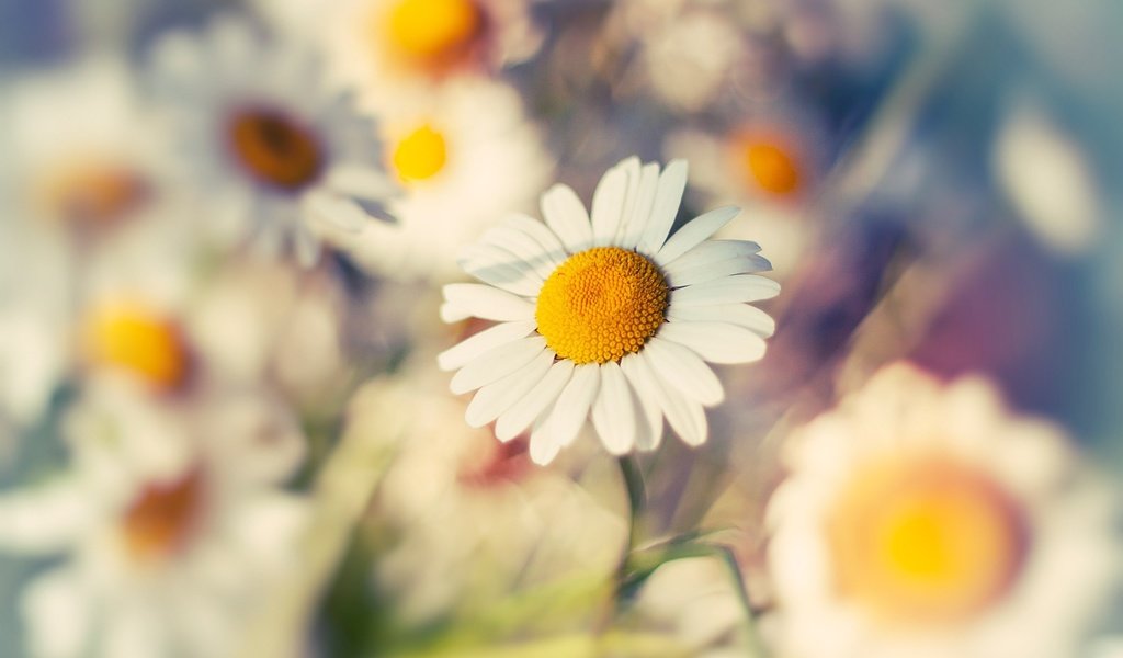 Обои цветы, макро, лепестки, размытость, ромашки, белые, flowers, macro, petals, blur, chamomile, white разрешение 1920x1200 Загрузить