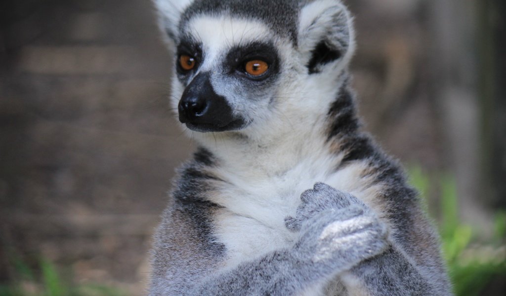 Обои морда, взгляд, лемур, мадагаскар, примат, кошачий лемур, катта, face, look, lemur, madagascar, the primacy of, a ring-tailed lemur, katta разрешение 3456x2304 Загрузить