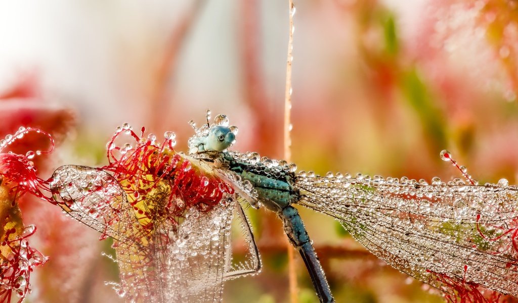 Обои макро, насекомое, утро, роса, капли, крылья, стрекоза, macro, insect, morning, rosa, drops, wings, dragonfly разрешение 2048x1532 Загрузить