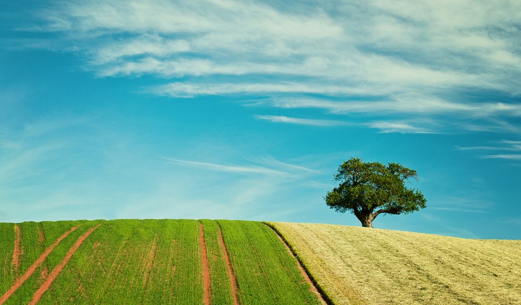 Обои небо, природа, дерево, поля, поле, the sky, nature, tree, field разрешение 2880x1800 Загрузить