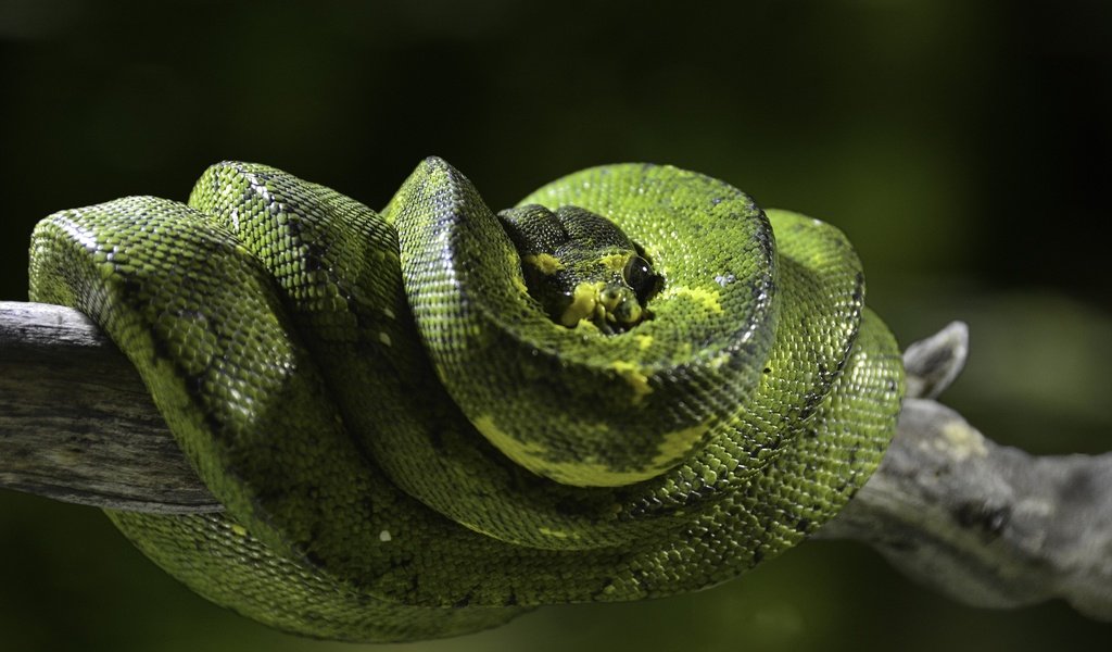Обои природа, змея, питон, рептилия, пресмыкающиеся, зеленый питон, древесный питон, nature, snake, python, reptile, reptiles разрешение 2000x1318 Загрузить